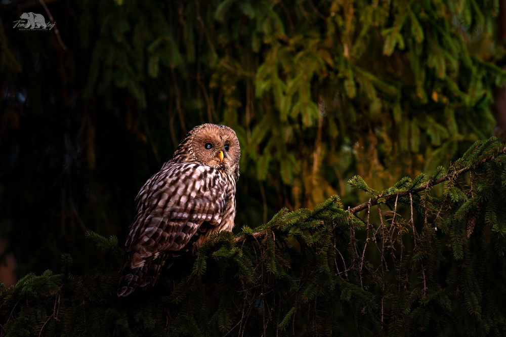 V zapadajúcom slnku