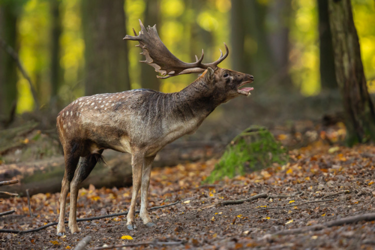 daniel škvrnitý, Fallow deer (Dama dama)