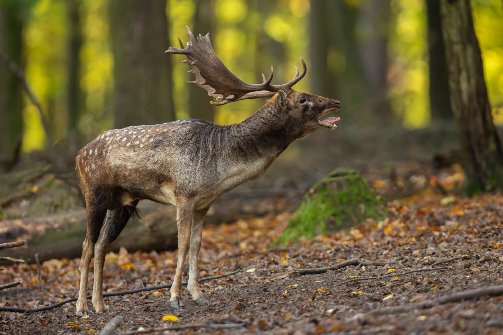 daniel škvrnitý, Fallow deer (Dama dama)