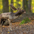 daniel škvrnitý, Fallow deer (Dama dama)