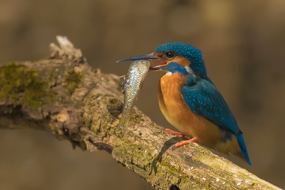 Ledňáček říční (Alcedo atthis)