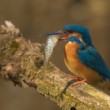 Ledňáček říční (Alcedo atthis)