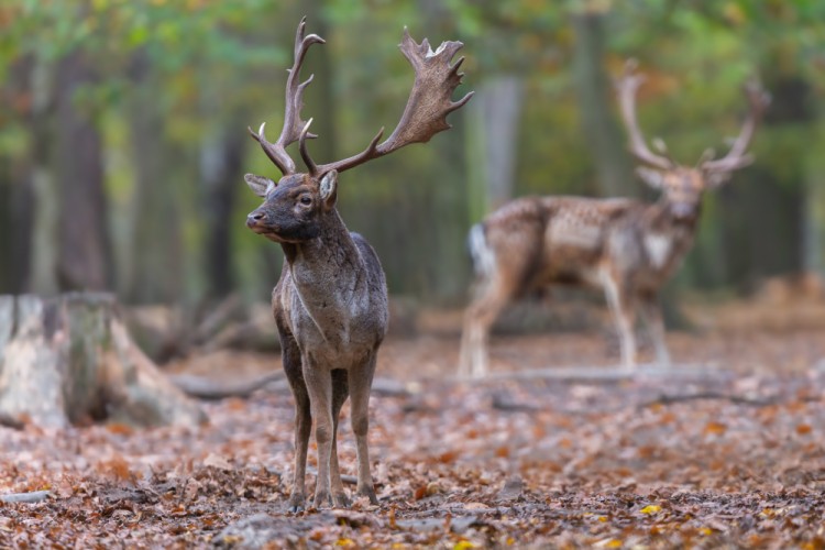 Daniel škvrnitý, The fallow deer (Dama dama)