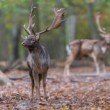 Daniel škvrnitý, The fallow deer (Dama dama)