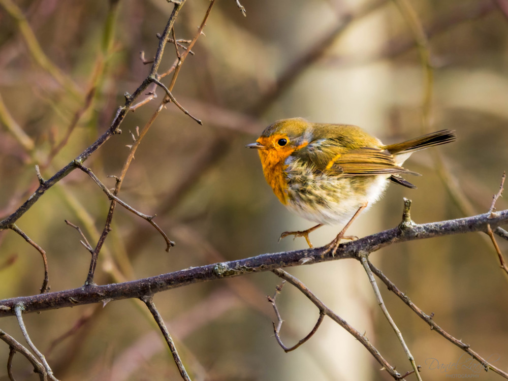 Červienka obyčajná
