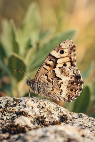 Motyl