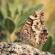 Motyl