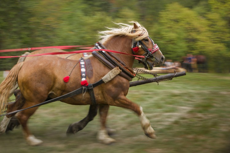 Preteky - panning