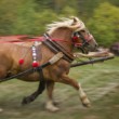Preteky - panning