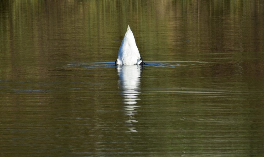 Labuť 1