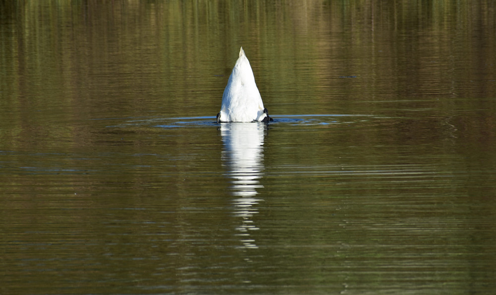 Labuť 1