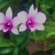 Orchidea
