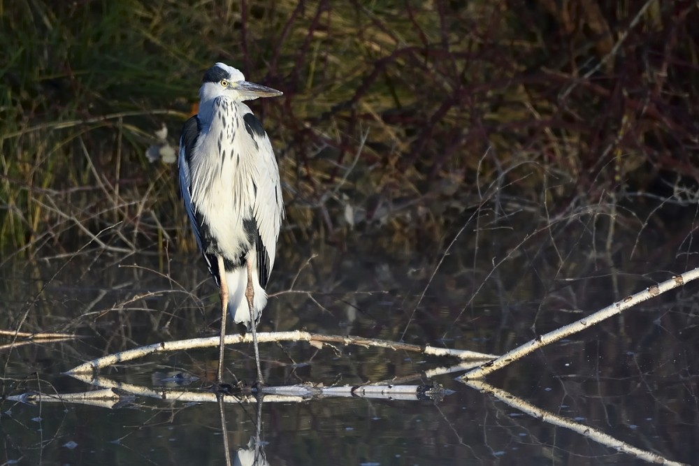 Ardea cinerea