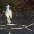 Ardea cinerea
