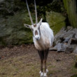 Oryx