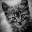 Murko
