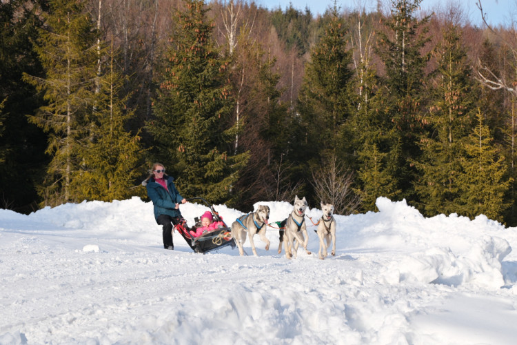 Tatranská Lomnica - Snežné psy