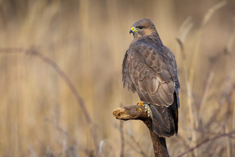 myšiak hôrny, The common buzzard (Buteo buteo)