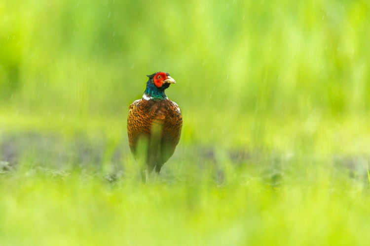 bažant poľný (Phasianus colchicus)