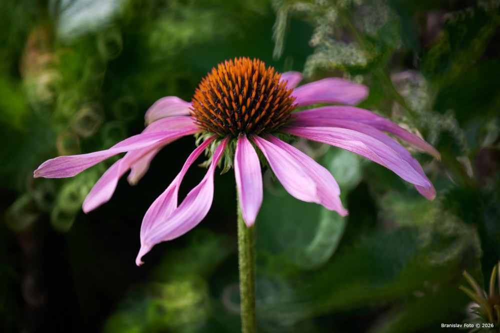 echinacea purpurová