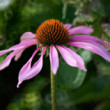 echinacea purpurová