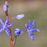 Scilla dvojlistá