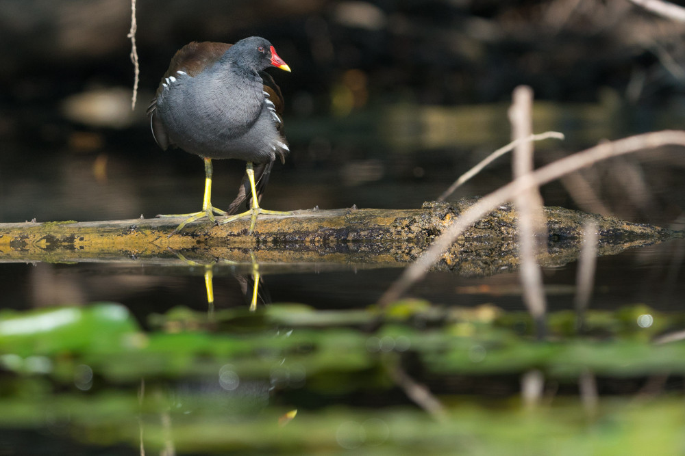 Gallinula chloropus - Sliepočka zelenonohá