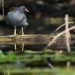 Gallinula chloropus - Sliepočka zelenonohá