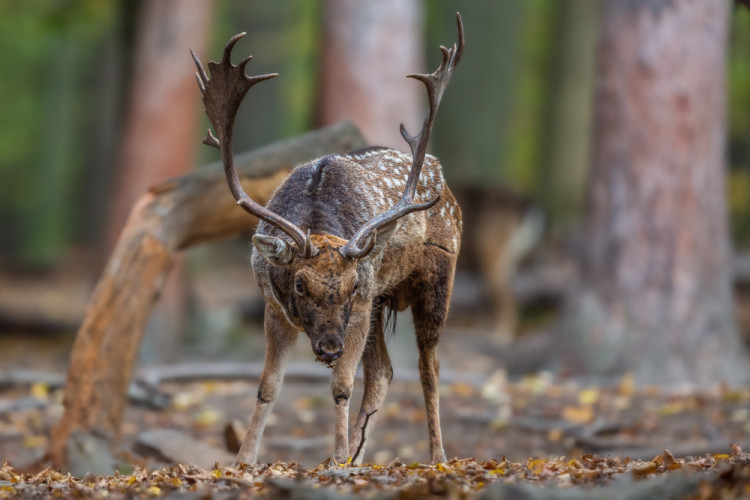 daniel škvrnitý, Fallow deer (Dama dama)