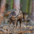 daniel škvrnitý, Fallow deer (Dama dama)