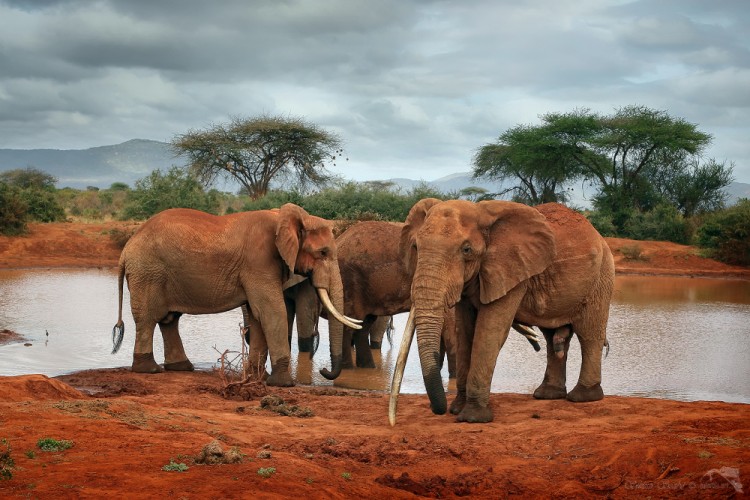 Slon africký (Loxodonta africana)