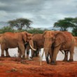 Slon africký (Loxodonta africana)