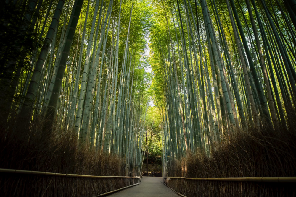 Bambusový les Arashiyama