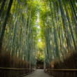 Bambusový les Arashiyama