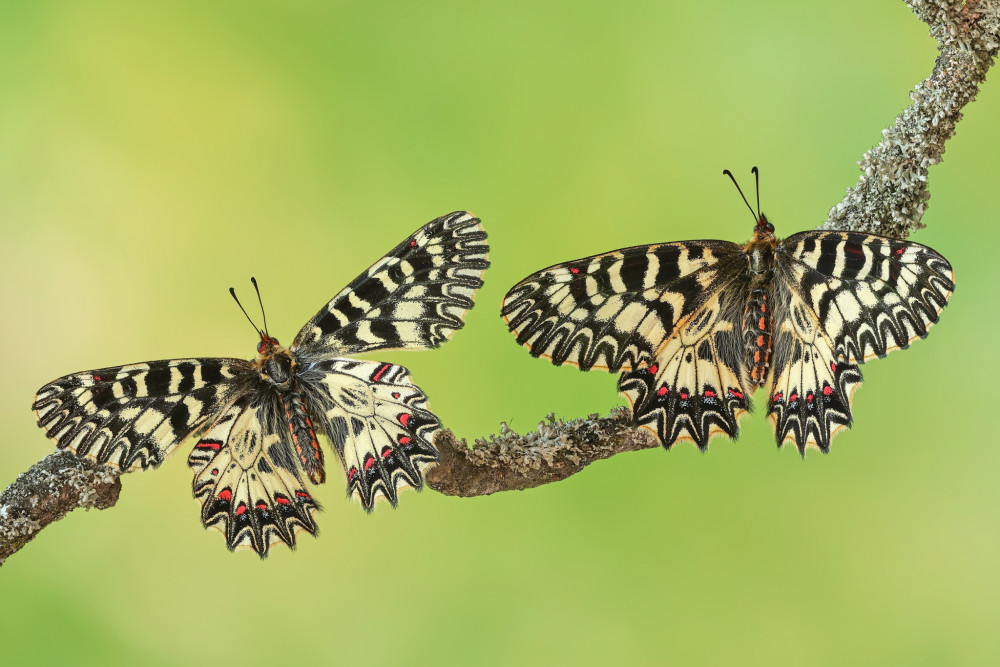 Zerynthia polyxena