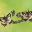 Zerynthia polyxena