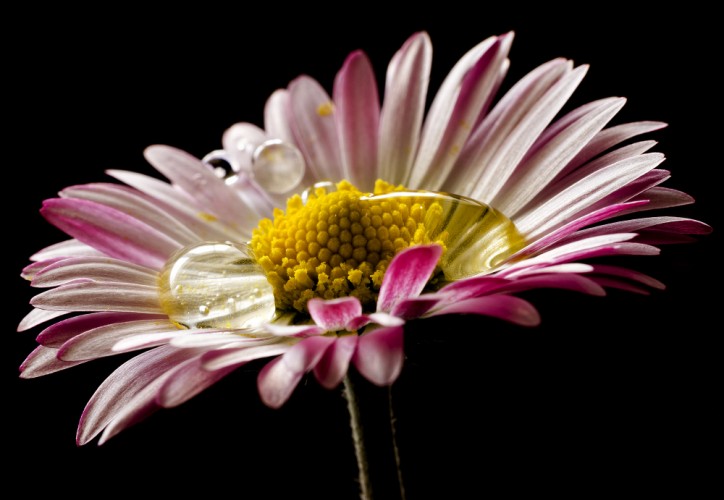 Sedmokráska -Bellis Perennis