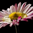Sedmokráska -Bellis Perennis