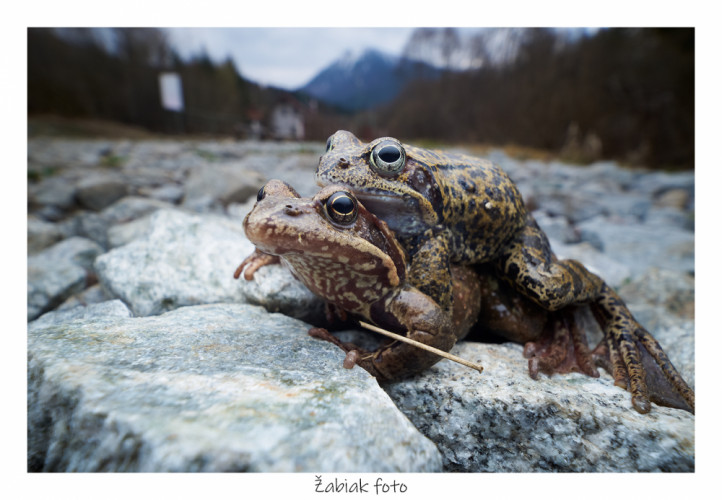 Žabiak foto