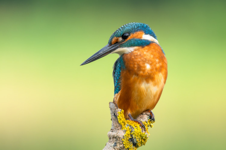 Kingfisher