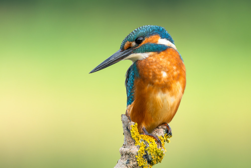 Kingfisher