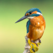 Kingfisher