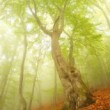 Mystérium krajiny