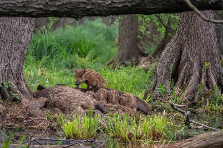 Diviak lesný, The wild boar (Sus scrofa)