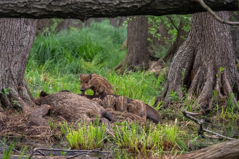 Diviak lesný, The wild boar (Sus scrofa)