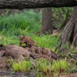 Diviak lesný, The wild boar (Sus scrofa)