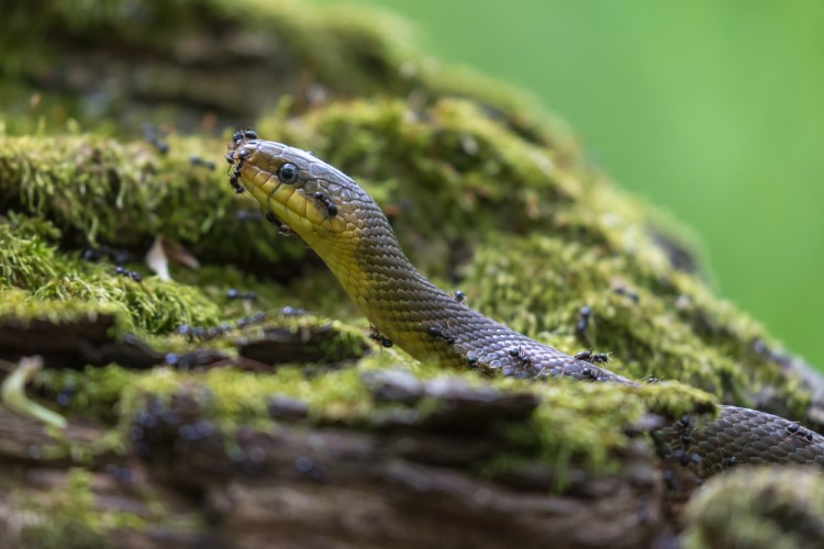 Užovka stromová (Zamenis longissimus)