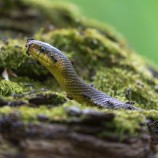 Užovka stromová (Zamenis longissimus)