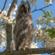 Sovíča myšiarky ušatej (Asio Otus)