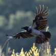 Corvus cornix